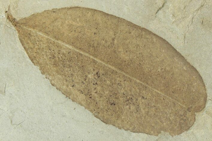 Fossil Legume (Leguminosites) Leaf - Green River, Utah #323322